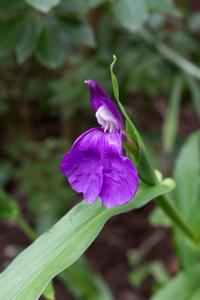 Roscoea auriculata