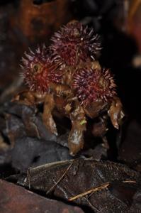 Wurfbainia uliginosa