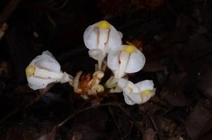 Wurfbainia uliginosa