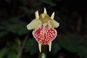 Zingiber pyroglossum