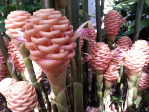 Zingiber spectabile
