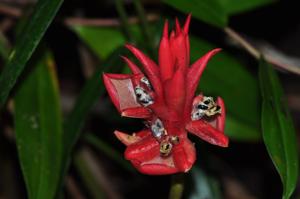 Zingiber pyroglossum