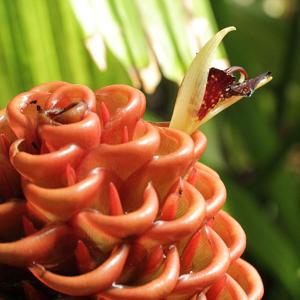Zingiber spectabile