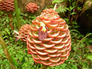 Zingiber macradenium