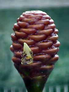 Zingiber macradenium