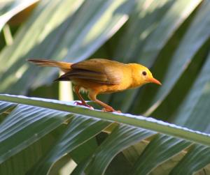 utils/thumbs/Zosteropidae/Cleptornis_8pTqKASAgmBtdLxW4uVziQ.jpg