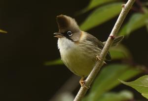 Yuhina flavicollis