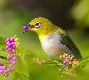 Zosterops japonicus
