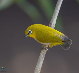 Zosterops palpebrosus egregius