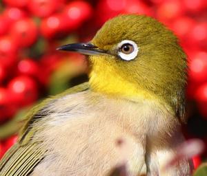 Zosterops japonicus japonicus