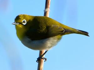 Zosterops japonicus