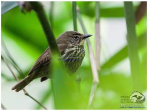 utils/thumbs/Zosteropidae/Zosterornis_5qUUisnpTdcM3mKwTNmL3R.jpg