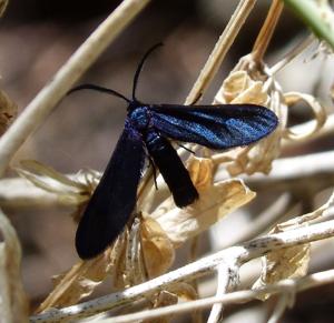 Harrisina metallica