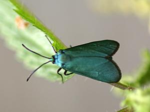 Jordanita globulariae