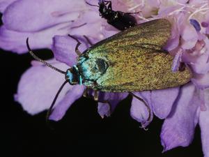 Jordanita chloros