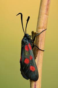 utils/thumbs/Zygaenidae/Zygaena_6F8SLEXDxJ5yhHqbsQojjt.jpg