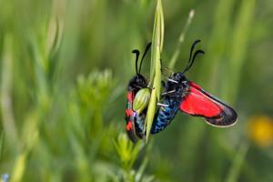 Zygaena oxytropis