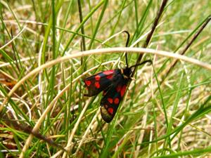 utils/thumbs/Zygaenidae/Zygaena_8UGAfzCqTm9LezSfBmEonJ.jpg