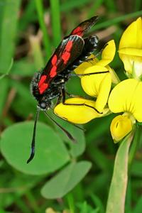 utils/thumbs/Zygaenidae/Zygaena_9GvVnNhstKyvJ2YgtZc62i.jpg
