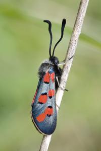 utils/thumbs/Zygaenidae/Zygaena_AgshfoQFo84bPtkSgRt4sH.jpg