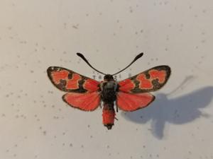 utils/thumbs/Zygaenidae/Zygaena_CBuTPPR6MoQsWqWievSxy2.jpg