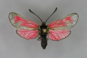 utils/thumbs/Zygaenidae/Zygaena_EdkeL5QSnkrx9C3UNV2Vb9.jpg