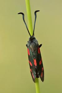 utils/thumbs/Zygaenidae/Zygaena_HpAeMvPwgHedtMQLxTcjWG.jpg
