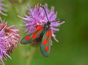 Zygaena romeo