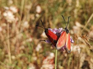 Zygaena rubicundus