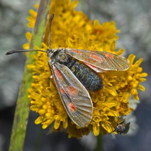 Zygaena exulans
