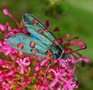 utils/thumbs/Zygaenidae/Zygaena_acFMJNRYpJodUZUfueXsbY.jpg