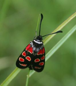Zygaena carniolica