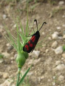 utils/thumbs/Zygaenidae/Zygaena_bg8U5YUk97tY752b9aiBmK.jpg