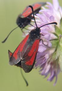 utils/thumbs/Zygaenidae/Zygaena_crRvHZLs7v9PTt4Mt6dary.jpg