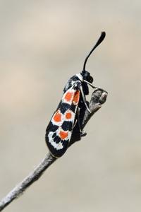 utils/thumbs/Zygaenidae/Zygaena_czGm2hcV6zv9A2G3ba7zrj.jpg