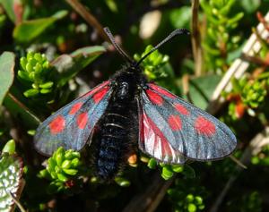 utils/thumbs/Zygaenidae/Zygaena_dnwbDeSrBipCPE9FRcixiZ.jpg