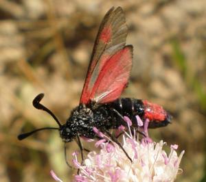 utils/thumbs/Zygaenidae/Zygaena_mcHQ5PGxE7LNsDTTJch3by.jpg