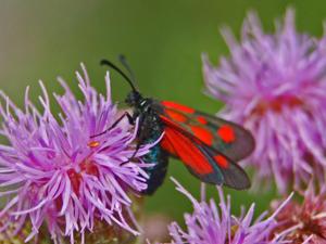 utils/thumbs/Zygaenidae/Zygaena_mkkMPVdK6P7rqrAUL5BLrK.jpg
