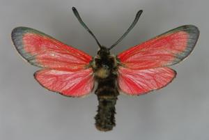 utils/thumbs/Zygaenidae/Zygaena_nc5z3QZykXLjX3NRquWEJ8.jpg