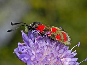 Zygaena carniolica