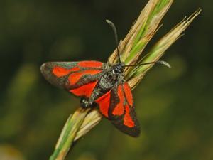 utils/thumbs/Zygaenidae/Zygaena_ntA5Vav98HDD2UvmNBnY7J.jpg
