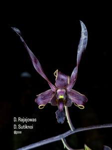 <i>Dendrobium</i> Raja Tanduk