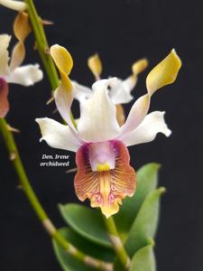 <i>Dendrobium</i> Irene