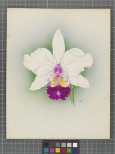 Cattleya Sir Douglas Haig
