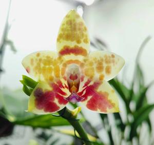 <i>Phalaenopsis</i> Zheng Min Hawk