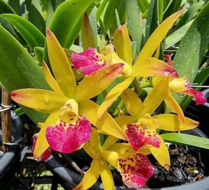 Brassocatanthe Suwan's Bird