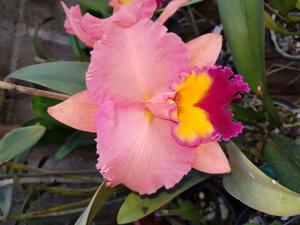 <i>Cattleya</i> Eridanus