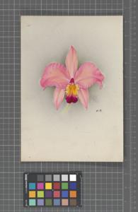 <i>Cattleya</i> Peach Blossom
