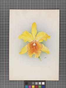 <i>Cattleya</i> Canary II