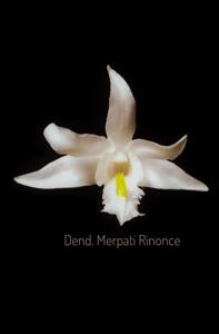 <i>Dendrobium</i> Merpati Rinonce